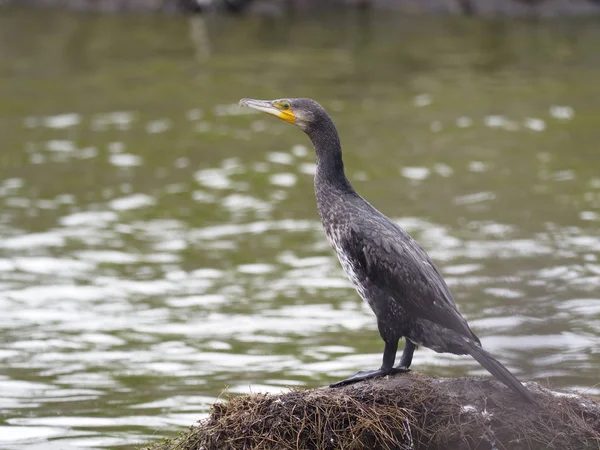 Büyük karabatak, Phalacrocorax carbo, kaya, Tayvan, Ocak 2019 tek kuş