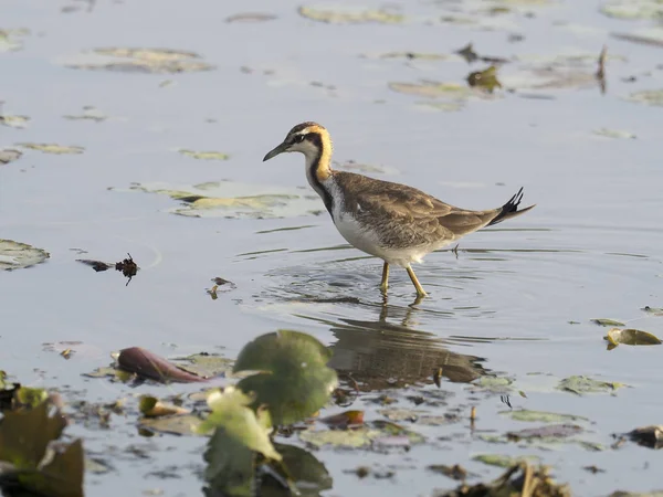 Sülün kuyruklu Jakana, Hydrophasianus chirurgus, su, Tayvan, Ocak 2019 tek kuş