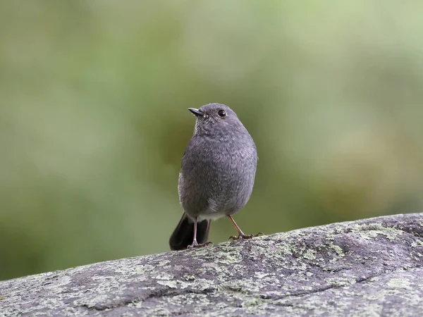 Plumbeous Redstart Rhyacornis Fuliginosa Single Female Rock Taiwan Janeiro 2019 — Fotografia de Stock