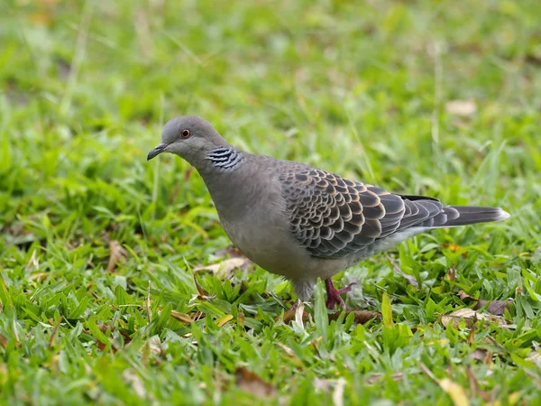 Tourterelle Orientale Streptopelia Orientalis Oiseau Solitaire Sur Herbe Taiwan Janvier — Photo