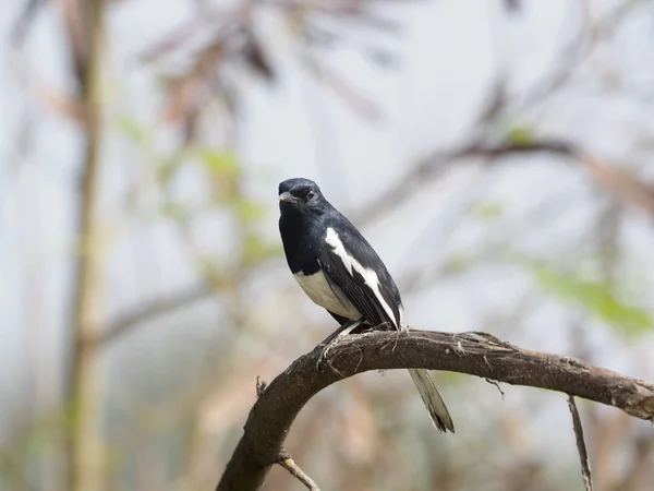 Orientaliska Magpie Robin Copsychus Saularis Enstaka Fågel Gren Taiwan Januari — Stockfoto