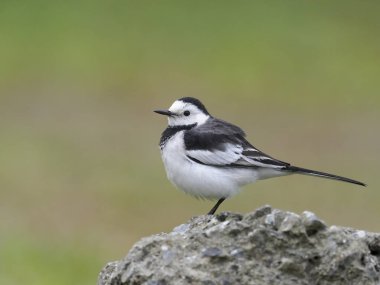 Beyaz Kuyruksallayan, Motacilla alba, kaya, Tayvan, Ocak 2019 tek kuş