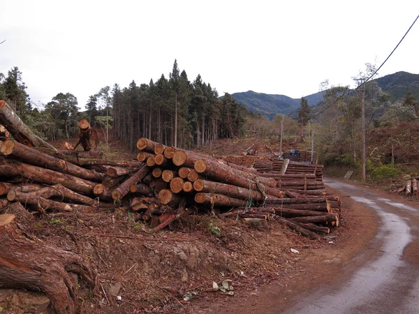Bosbouw Boom Snijden Taiwan Januari 2019 — Stockfoto