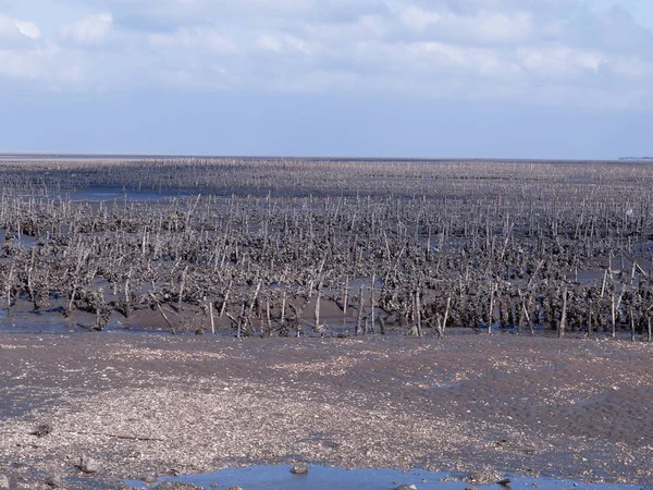 Granja Ostras Costa Oeste Taiwán Enero 2019 — Foto de Stock