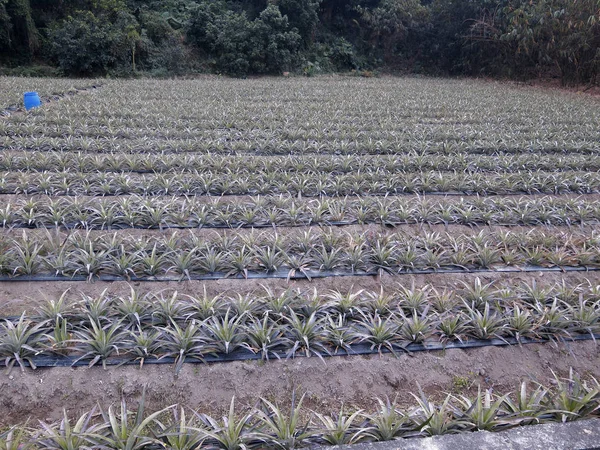 Coltivazione Ananas Nei Campi Taiwan Gennaio 2019 — Foto Stock