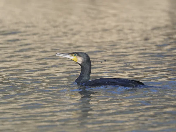 Kormoran Phalacrocorax Carbo Einzelner Vogel Auf Dem Wasser Warwickshire Januar — Stockfoto