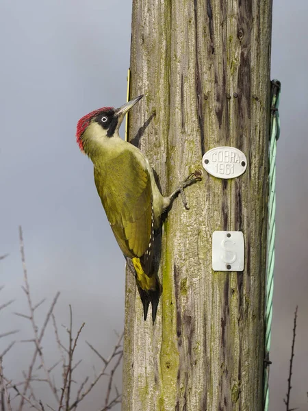 Picus Viridis Groene Specht Één Vrouw Telegraaf Paal Warwickshire Januari — Stockfoto