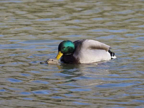 Kachna Divoká Anas Platyrhynchos Rozmnožování Vodě Warwickshire Leden 2019 — Stock fotografie