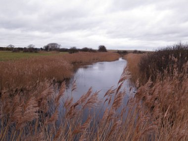 Boyton ve Hollesley bataklıklar, Rspb rezerv, Suffolk, Ocak 2019