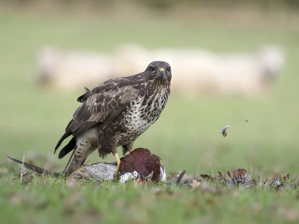 Káně Lesní Buteo Buteo Jediný Pták Mrtvý Bažant Ovcí Pozadí — Stock fotografie