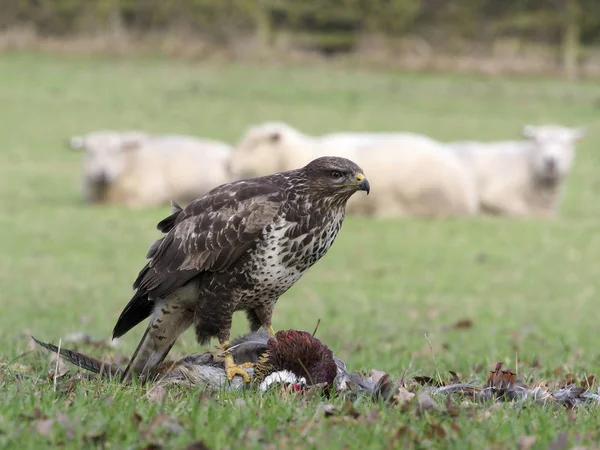 ノスリ ブテオ ブテオ 羊の背景 ウォリックシャー 2019 月に死んだキジの一羽の鳥 — ストック写真