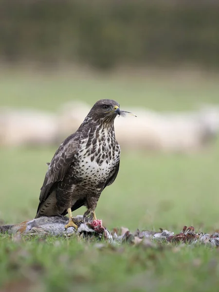 ノスリ ブテオ ブテオ 羊の背景 ウォリックシャー 2019 月に死んだキジの一羽の鳥 — ストック写真