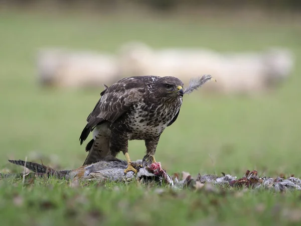 Káně Lesní Buteo Buteo Jediný Pták Mrtvý Bažant Ovcí Pozadí — Stock fotografie