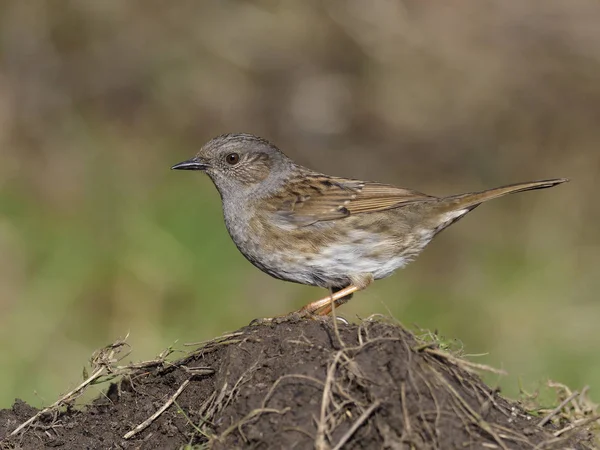 Dunnock Hedge Sparrow Prunella Modularis Single Bird Ground Warwickshire Fevereiro — Fotografia de Stock
