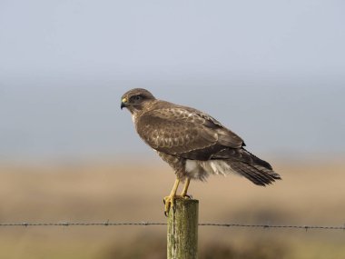 Yaygın Şahin, Buteo buteo       