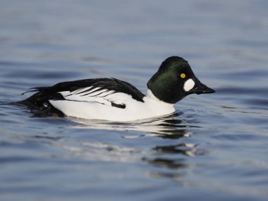 GoldenEye'yı, bucephala clangula  