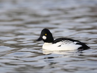 GoldenEye'yı, bucephala clangula  