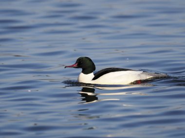 Goosander, Mergus merganser