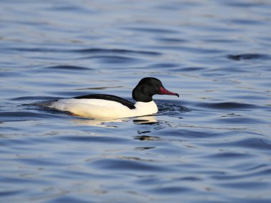 Goosander, Mergus merganser