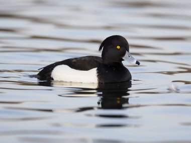 Ördek tüyü, Aythya fuligula  
