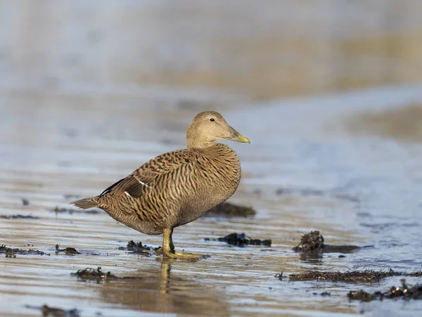 Common Eider duck, Somateria mollissima — Stock Photo, Image