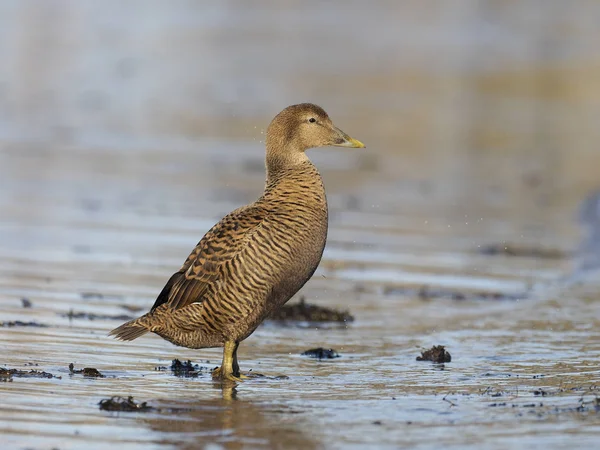 Wspólne kaczki eider, somateria mollissima — Zdjęcie stockowe