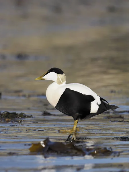 Pato común de Eider, Somateria mollissima — Foto de Stock