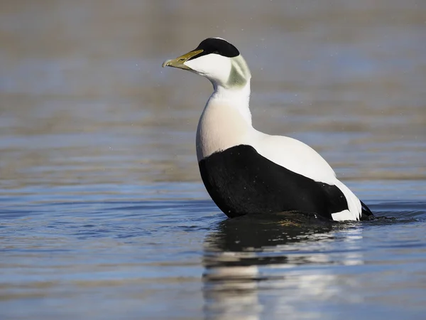 Anatra Eider comune, Somateria mollissima — Foto Stock