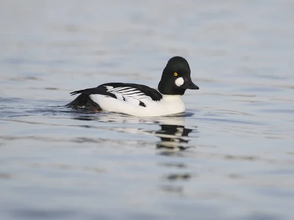 Knipa, bucephala clangula — Stockfoto