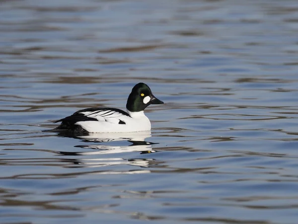 Goldeneye, Bucephala clangula — Stock Photo, Image