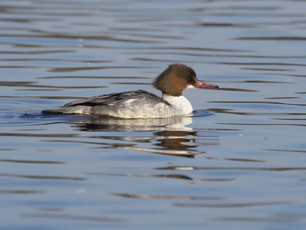 Serreta grande, mergus merganser —  Fotos de Stock