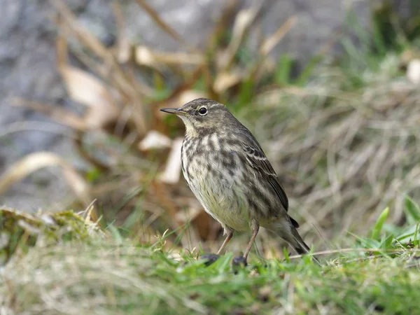 Felsenpieper, Anthus petrosus — Stockfoto