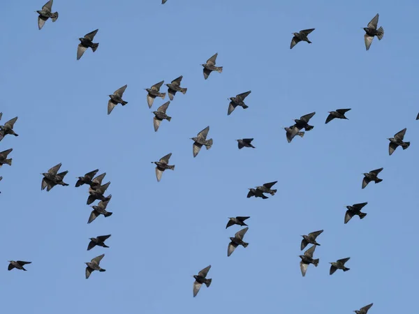 Starling, Sturnus vulgaris — Stock Photo, Image