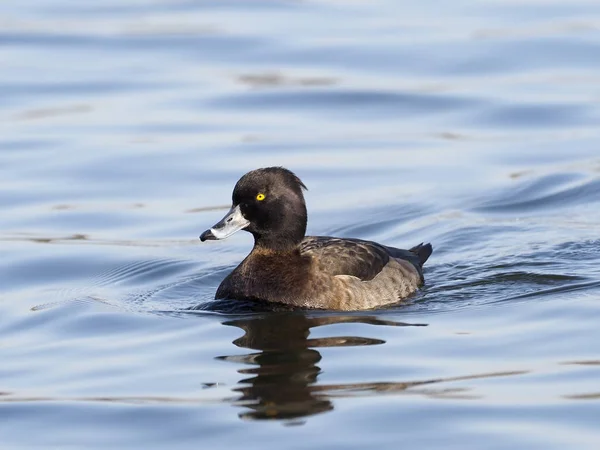 Tuftad anka, Aythya fuligula — Stockfoto