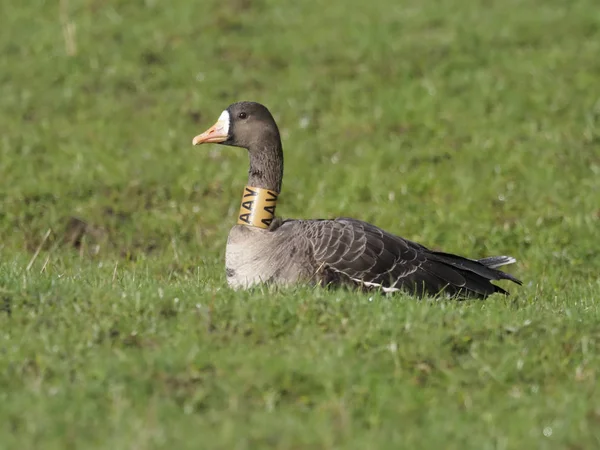 White-fronted goose, Anser albifrons — Stock Photo, Image