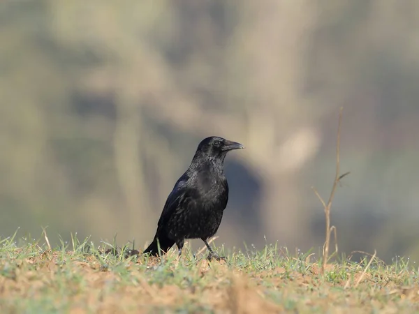 Corvo-correio, Corvus corone — Fotografia de Stock