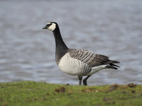 Barnacle goose, Branta leucopsis — Stock Photo, Image