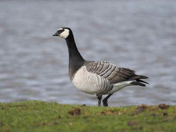 Barnacle goose, Branta leucopsis 