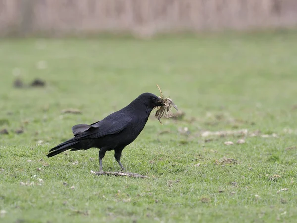 Corvo-correio, Corvus corone — Fotografia de Stock