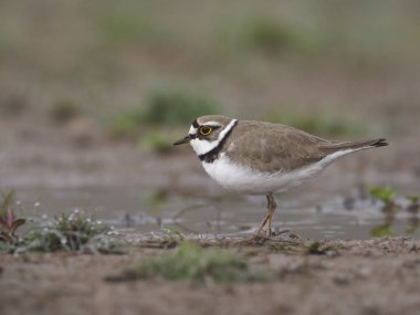 Küçük halkalı karasurat, Charadrius dubius  