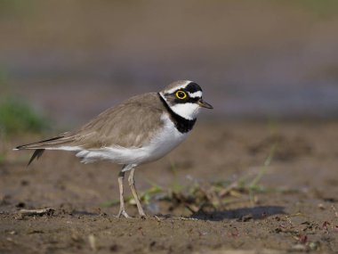 Küçük halkalı karasurat, Charadrius dubius  