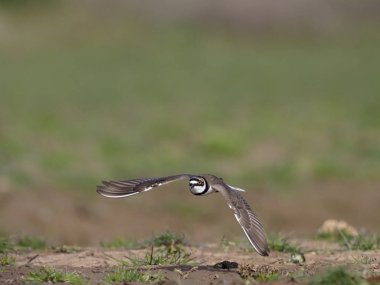 Küçük halkalı karasurat, Charadrius dubius  