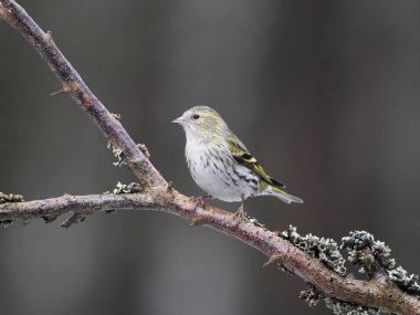 iskete, carduelis spinus  