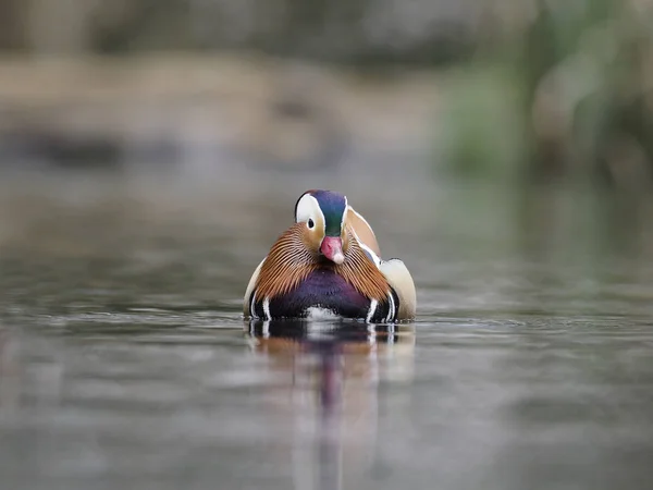 Mandarim Duck, Aix galericulata — Fotografia de Stock