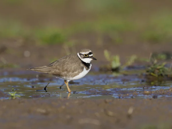 Lagartixa, Charadrius dubius — Fotografia de Stock