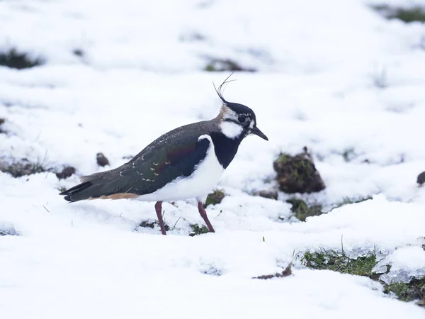 Vanneau cendré, Vanellus vanellus — Photo