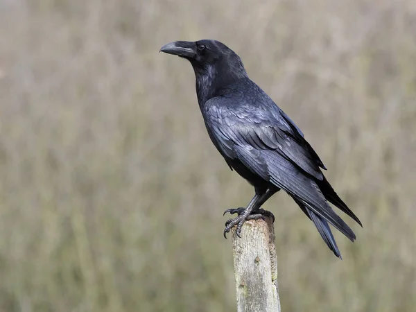 Raven,  Corvus corax — Stock Photo, Image