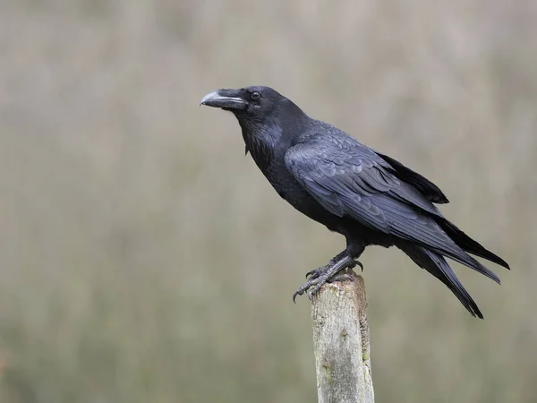 Rabe, Corvus corax — Stockfoto