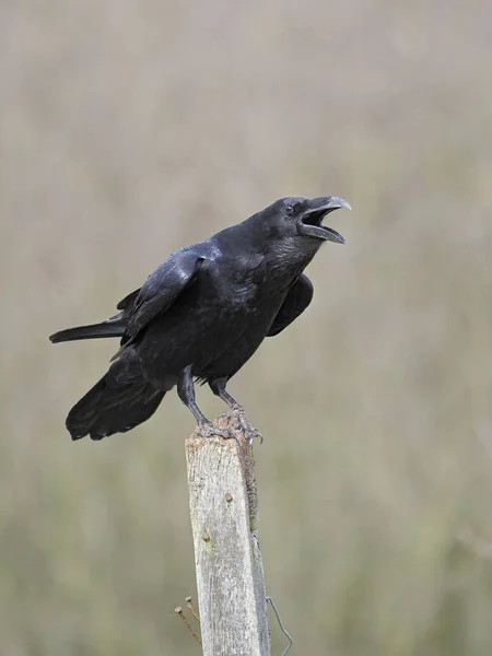 Corvo, Corvus corax — Foto Stock