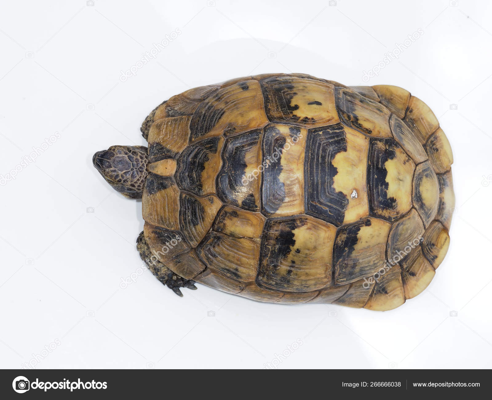 greek spur thighed tortoise for sale